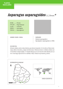 Asparagus asparagoides (L.) Druce.*