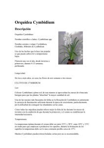 Orquidea Cymbidium