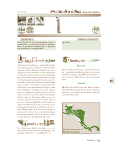 nectandra hihua.PMD - Árboles de Centroamérica project