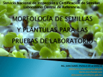 morfología de semillas y plántulas para las pruebas de