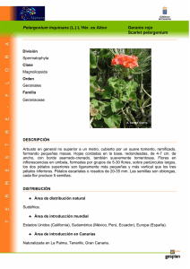 Pelargonium inquinans (L.) L´Hér. ex Aiton Geranio rojo Scarlet
