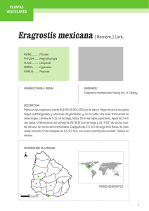 Eragrostis mexicana (Hornem.) Link.