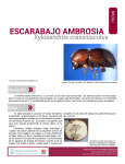 escarabajo ambrosia - Clúster de la Nuez Pecán