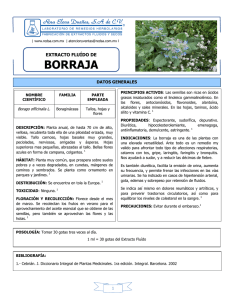 Borraja Flor