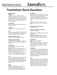 Trachelium Serie Devotion
