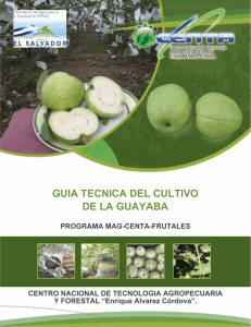 guia tecnica del cultivo de la guayaba