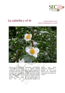 te camelia logoSECok - Sociedad Española de la Camelia