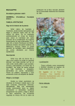 eucalipto - Agaetespacioweb