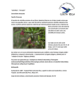 ``Colmillos``, ``Arrayán`` Cavendishia bracteata Familia Ericaceae El