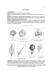 Podocarpaceae - Facultad de Ciencias Exactas y Naturales y