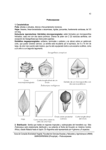 Podocarpaceae - Facultad de Ciencias Exactas y Naturales y