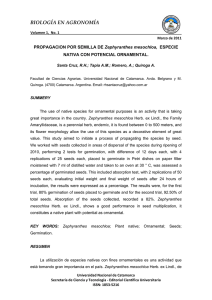 PROPAGACION POR SEMILLA DE Zephyranthes