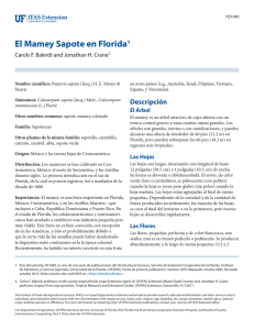 El Mamey Sapote en Florida1 - EDIS