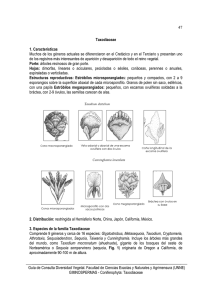 Taxodiaceae - Facultad de Ciencias Exactas y Naturales y