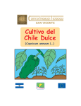 Cultivo del Chile Dulce - San Vicente Productivo