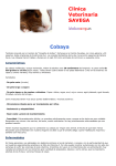 6-El Cobaya - Clínica Veterinaria Savega