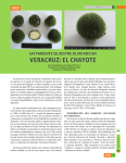 el chayote - Fundación Produce Veracruz