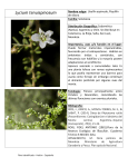 Lycium tenuispinosum - Fundación Holcim Argentina