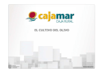 Cultivo del olivo - Fundación Cajamar Comunidad Valenciana
