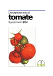 Descriptores para el tomate