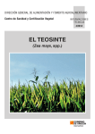 EL TEOSINTE (Zea mays spp.)