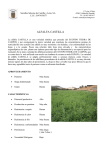 alfalfa castilla