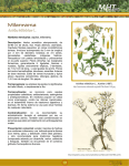 Milenrama Achillea Millefolium L.