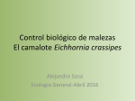 Control biológico del camalote16
