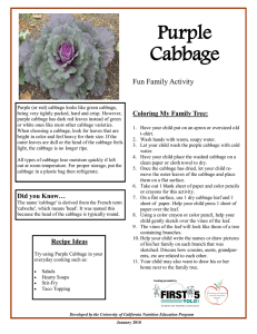Purple Cabbage