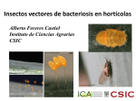 Insectos vectores de bacteriosis en hortícolas. Alberto Ferreres Castiel