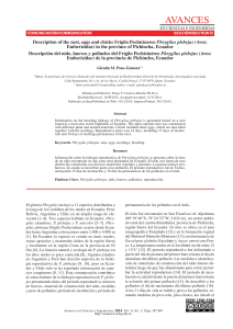 Descripción del nido, huevos y polluelos del Frigilo Pechicinéreo