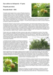 Que cultivar en hidroponia – 4ª parte Physalis peruviana Noucetta