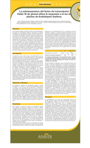 La sobreexpresion del factor de transcripcion Hahb-10 de