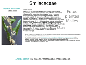 Smilacaceae