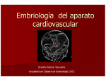 1.2-Embriologia del Ap.Cardiovascular