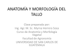 anatomía y morfología del tallo