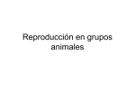 Reproducción en grupos animales