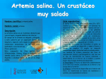 artemia salina QR
