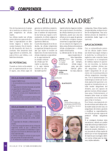 las células madre - Quiromasajistas.net