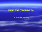 PHYLUM CHORDATA