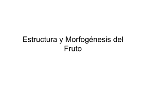 Estructura y Morfogénesis del Fruto