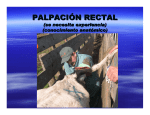 PALPACIÓN RECTAL