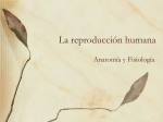 Tema 20 La reproducción humana