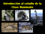Introducción al estudio de la Clase Mammalia
