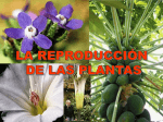 la reproducción de las plantas - ies "poeta claudio rodríguez"