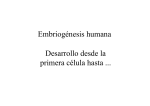 Desarrollo embrionario humano