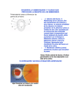 DESARROLLO EMBRIONARIO Y CAUSAS QUE PROVOCAN LA
