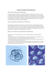 Colecta y Transferencia de Embriones