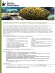 Arrecife Mesoamericano - Guía para solicitar una beca de postgrado