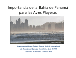 La Importancia de la Bahía de Panamá para las Aves Playeras
